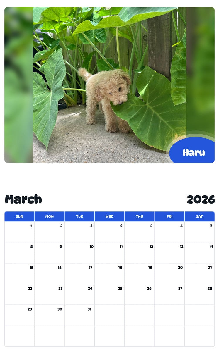 November 2025 - October 2026 Haru - Pawidols Pet Calendar