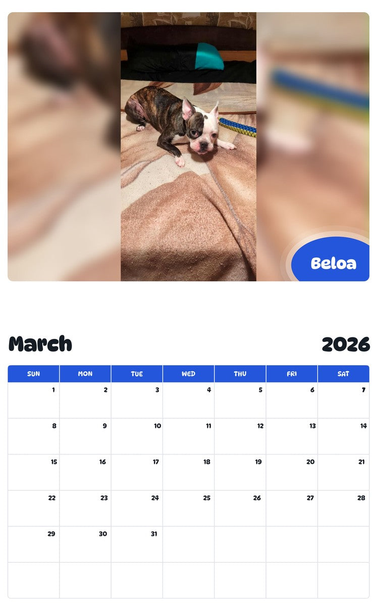 November 2025 - October 2026 Beloa - Pawidols Pet Calendar