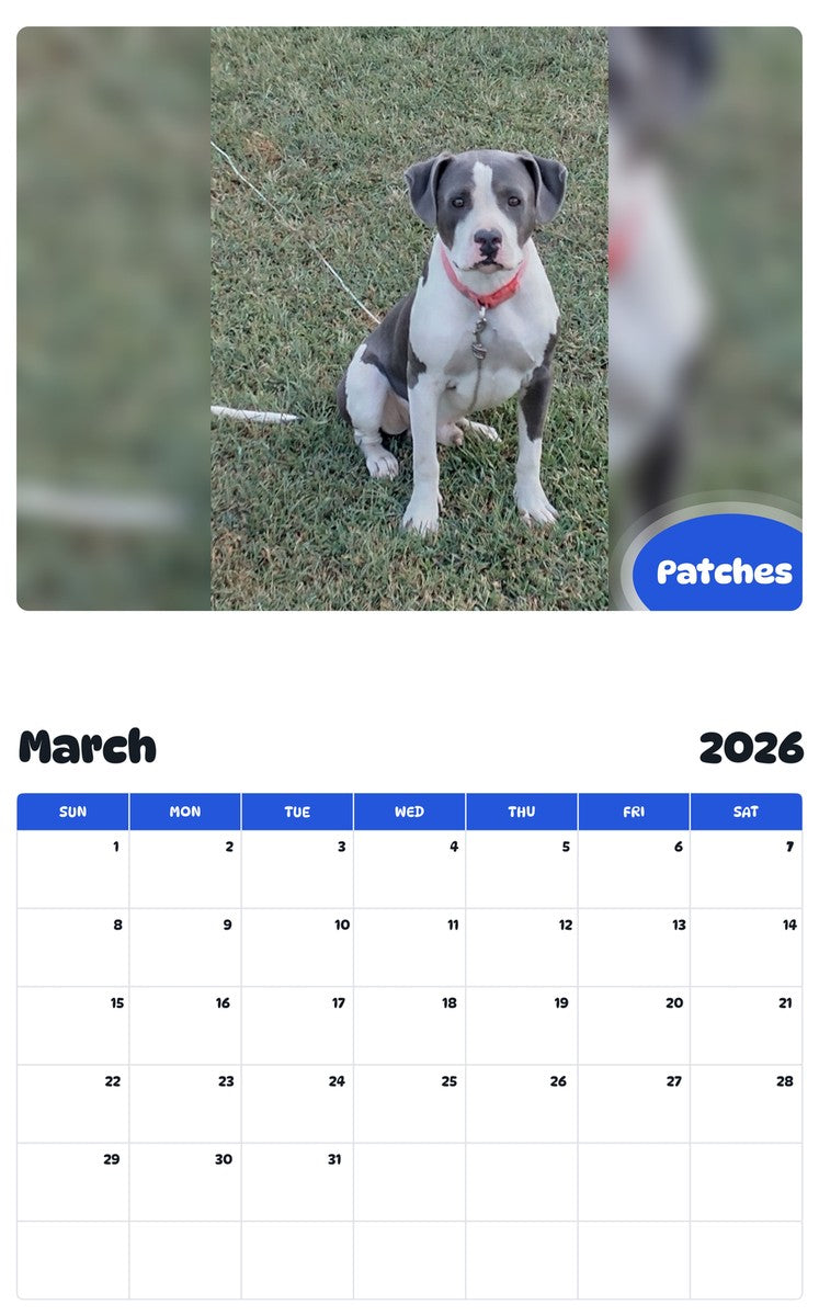 November 2025 - October 2026 Patches - Pawidols Pet Calendar
