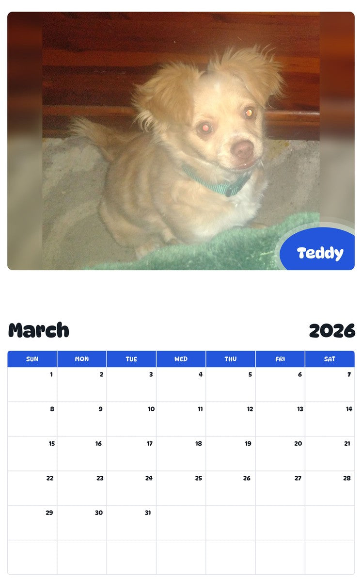 November 2025 - October 2026 Teddy - Pawidols Pet Calendar