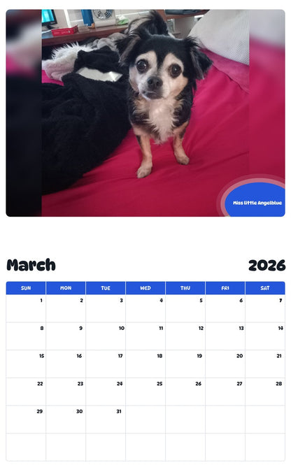 November 2025 - October 2026 Miss little Angelblue - Pawidols Pet Calendar