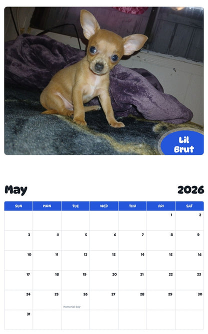 2026 - 2027 Lil Brut - Pawidols Pet Calendar