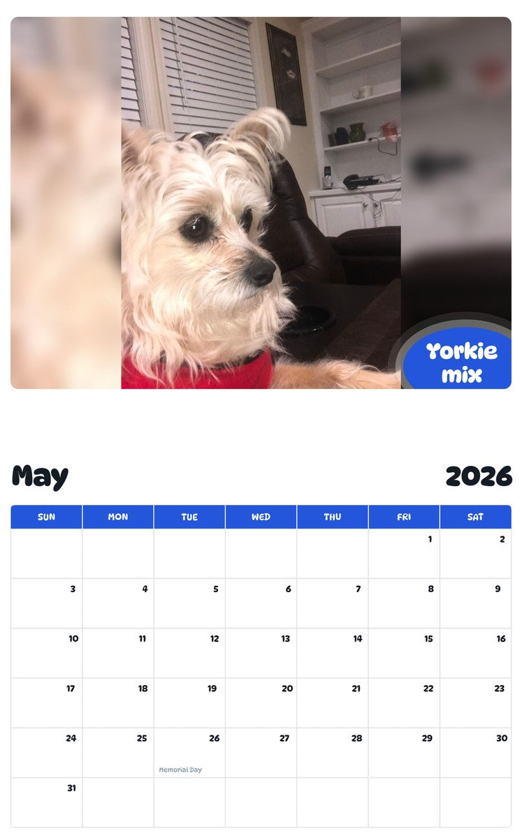 2026 - 2027 Yorkie mix - Pawidols Pet Calendar