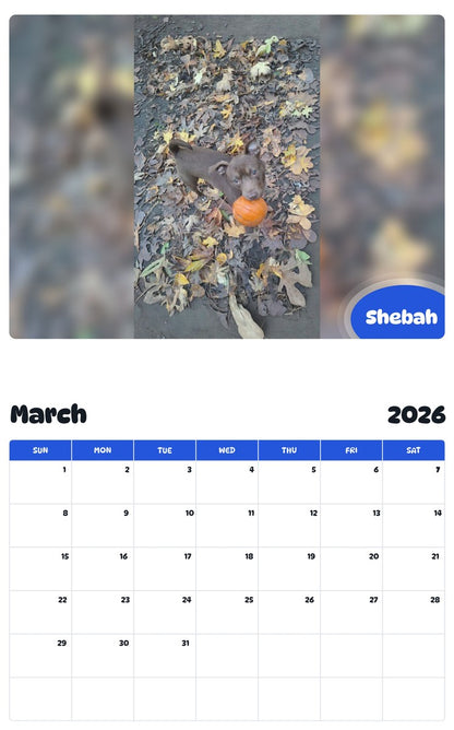 November 2025 - October 2026 Shebah - Pawidols Pet Calendar