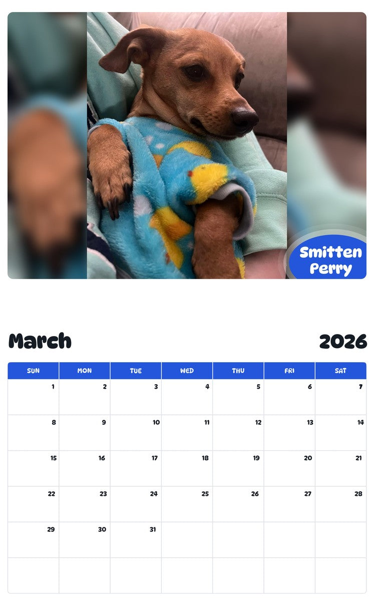 November 2025 - October 2026 Smitten Perry - Pawidols Pet Calendar
