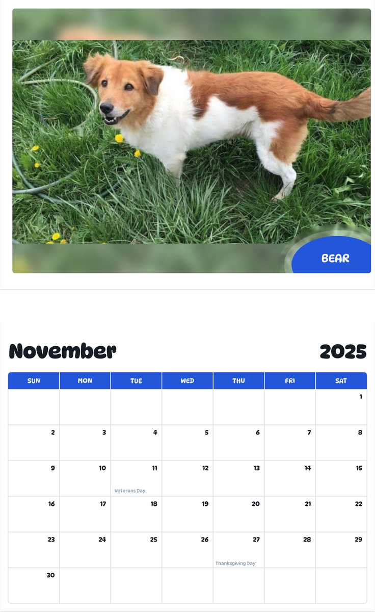 July 2025 - June 2026 Bear - Pawidols Pet Calendar