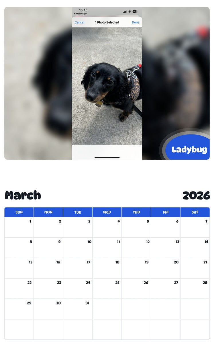 November 2025 - October 2026 Ladybug - Pawidols Pet Calendar