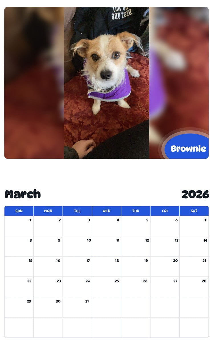 November 2025 - October 2026 Brownie - Pawidols Pet Calendar