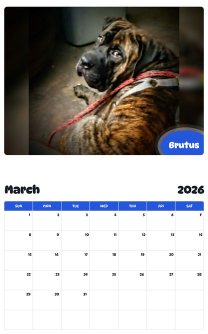 November 2025 - October 2026 Brutus - Pawidols Pet Calendar