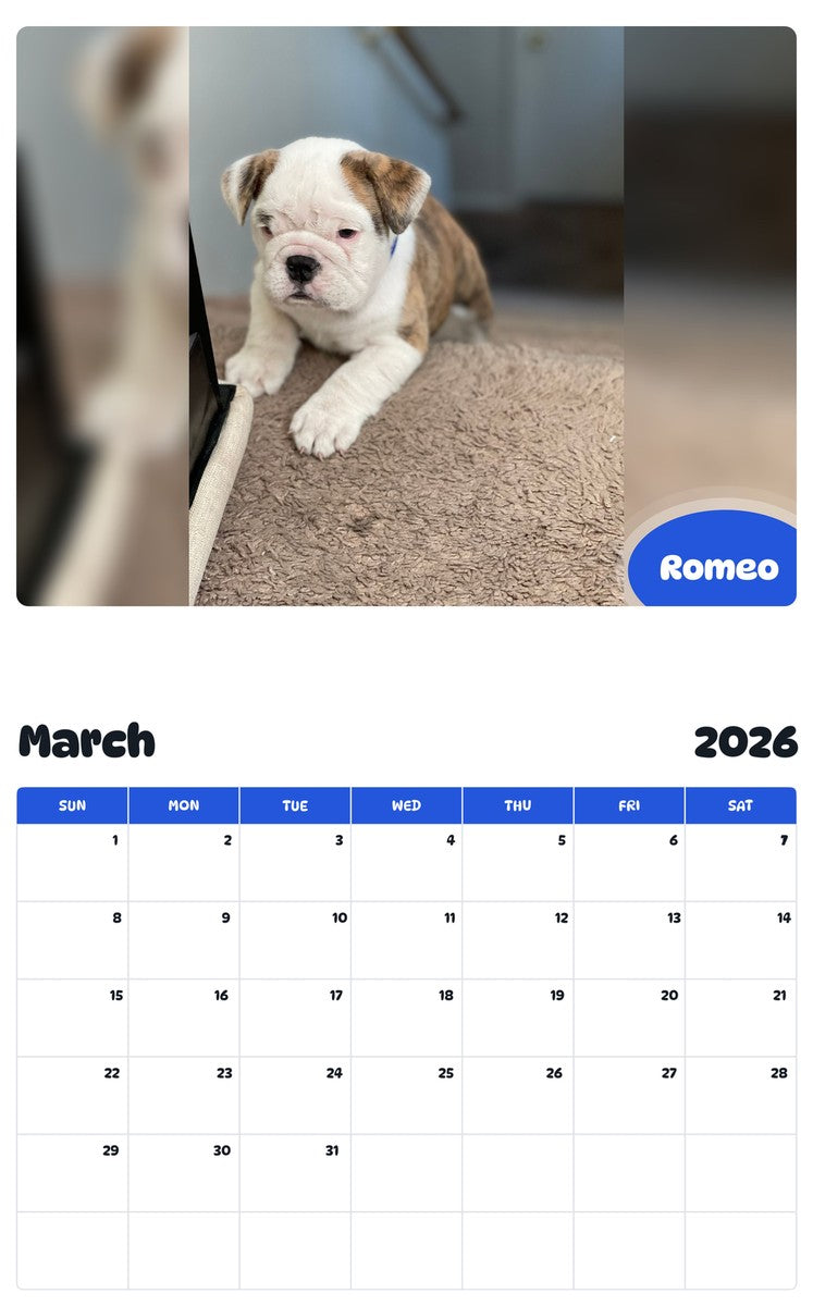 November 2025 - October 2026 Romeo - Pawidols Pet Calendar