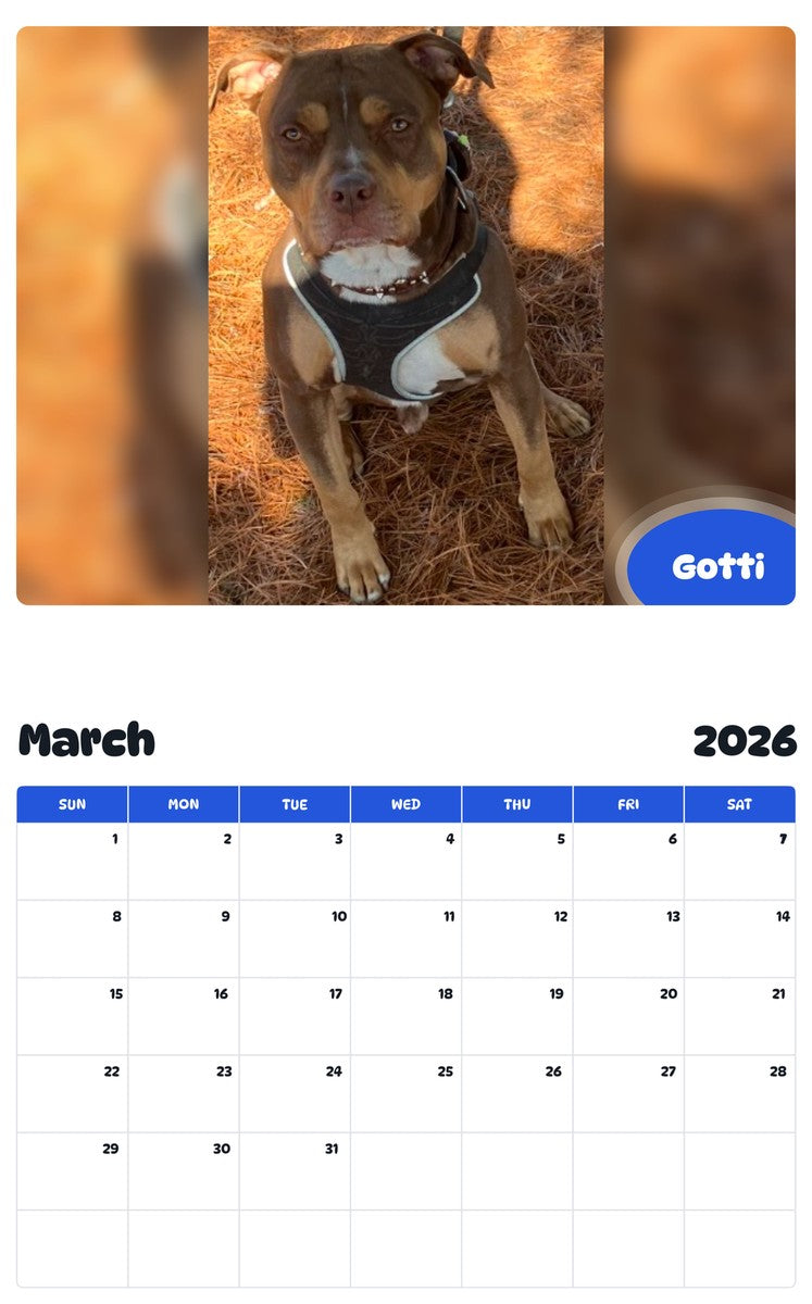 November 2025 - October 2026 Gotti - Pawidols Pet Calendar