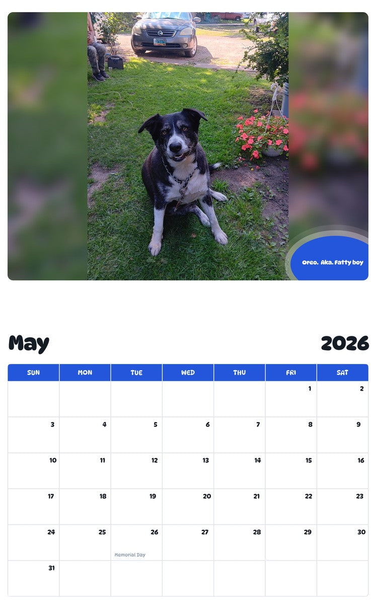 2026 - 2027 Oreo.  Aka. Fatty boy - Pawidols Pet Calendar