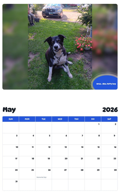 2026 - 2027 Oreo.  Aka. Fatty boy - Pawidols Pet Calendar