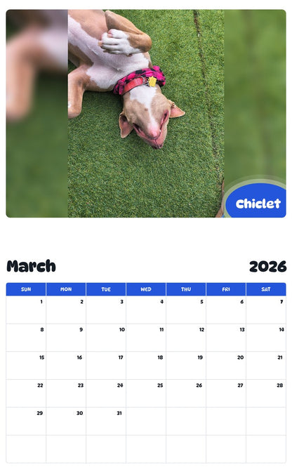November 2025 - October 2026 Chiclet - Pawidols Pet Calendar