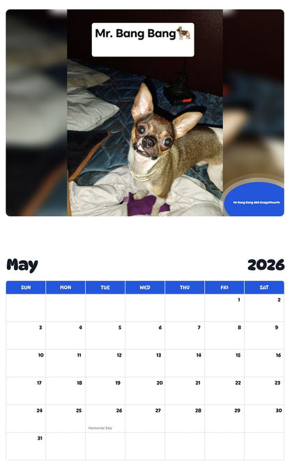2026 - 2027 Mr Bang Bang AKA Snagathooth - Pawidols Pet Calendar