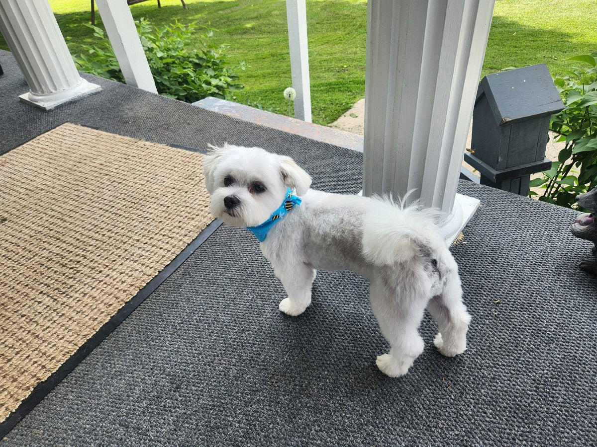 July 2025 june 2026 ace pawidols pet calendar