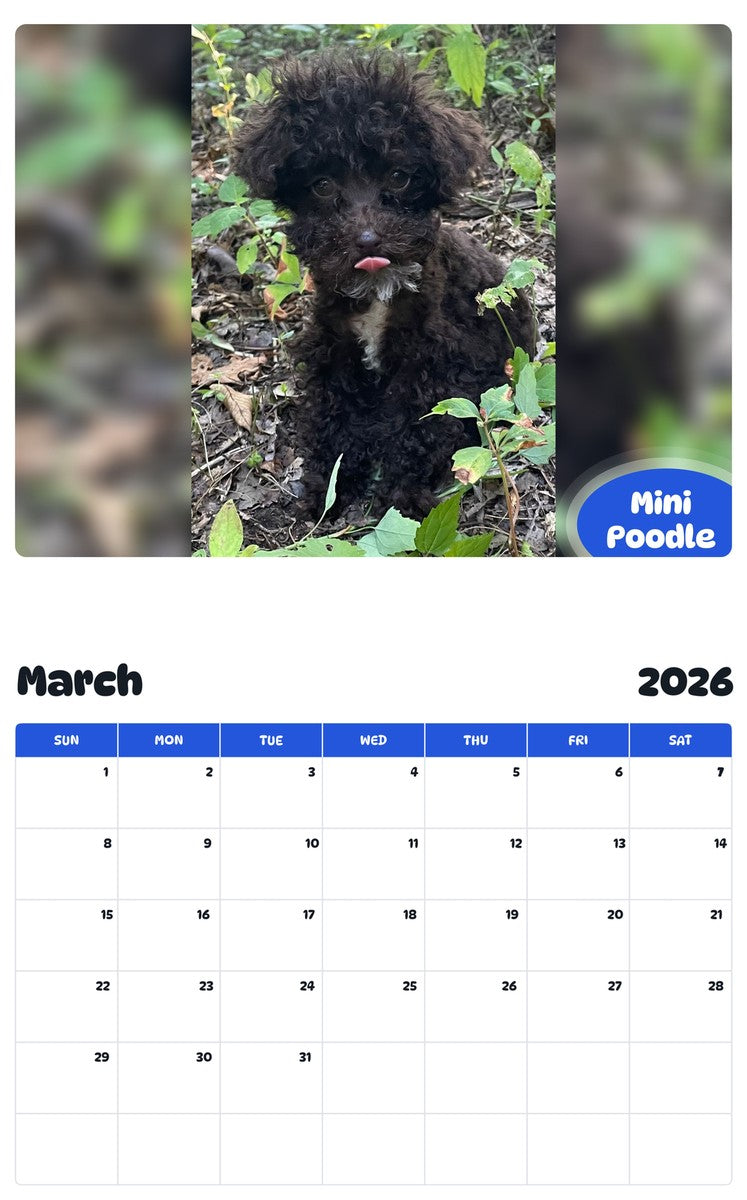November 2025 - October 2026 Mini Poodle - Pawidols Pet Calendar