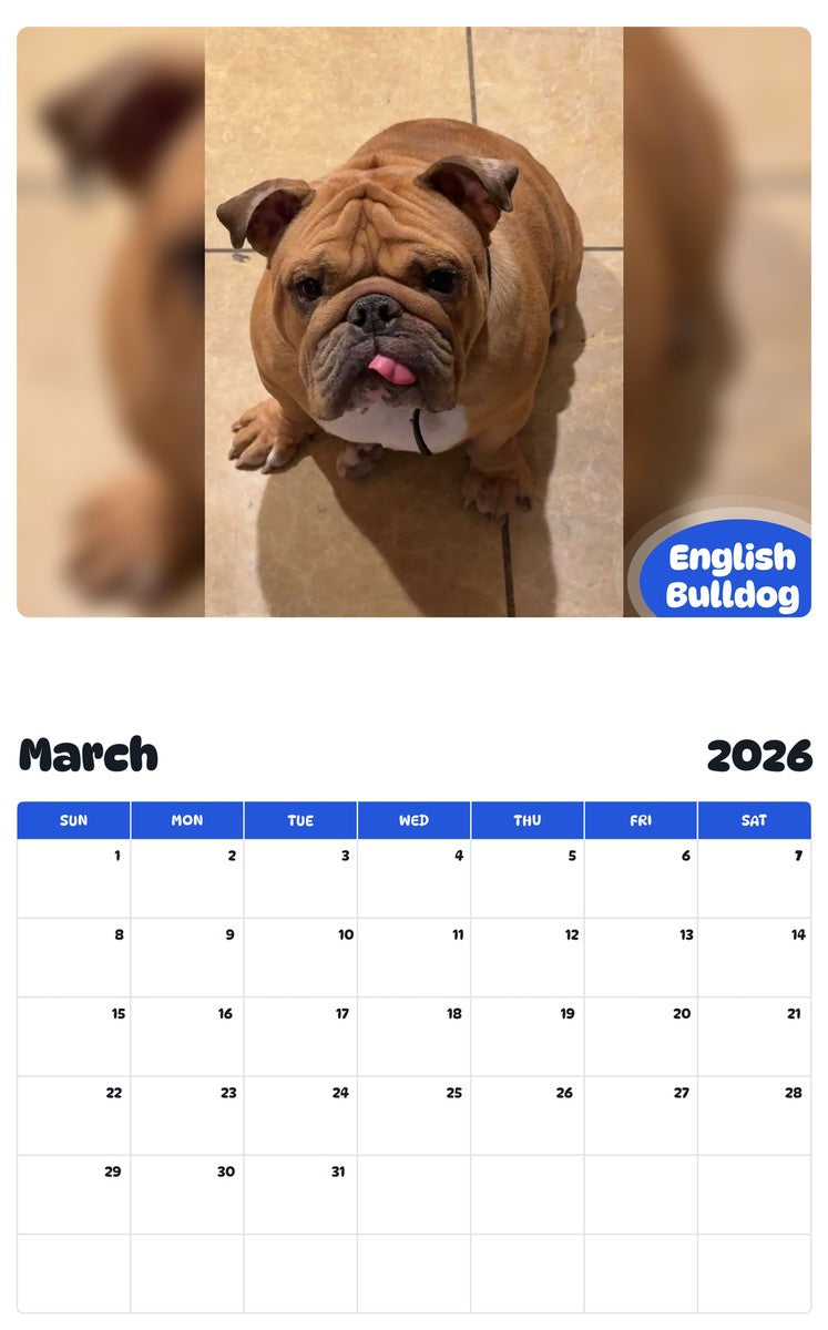 November 2025 - October 2026 English Bulldog - Pawidols Pet Calendar