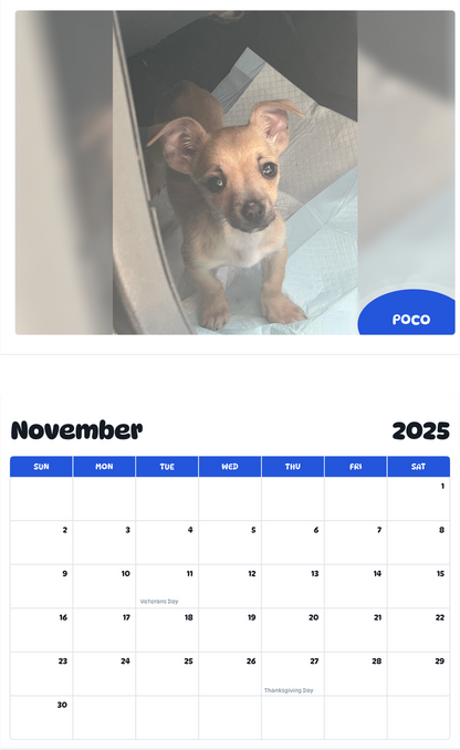 July 2025 - June 2026 Poco - Pawidols Pet Calendar