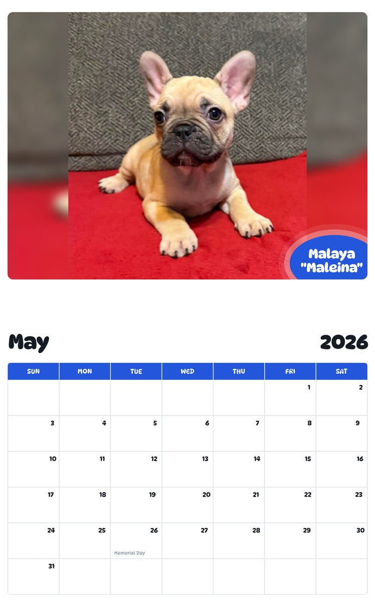 2026 - 2027 Malaya "Maleina" - Pawidols Pet Calendar
