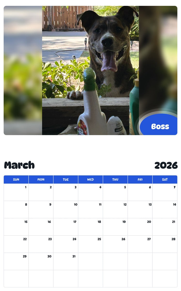 November 2025 - October 2026 Boss - Pawidols Pet Calendar