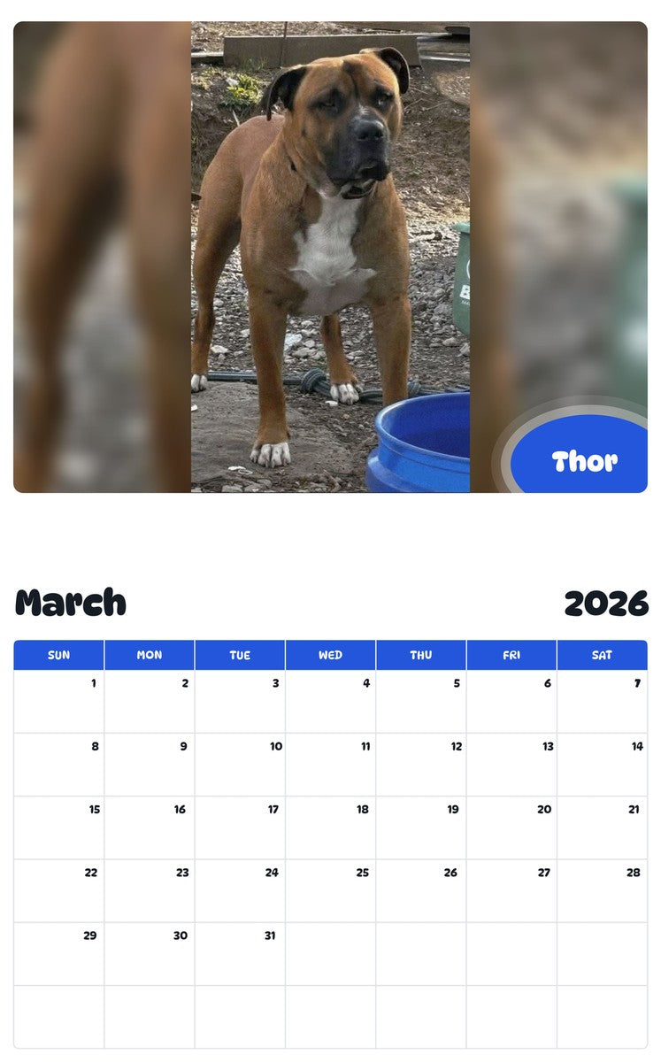 November 2025 - October 2026 Thor - Pawidols Pet Calendar