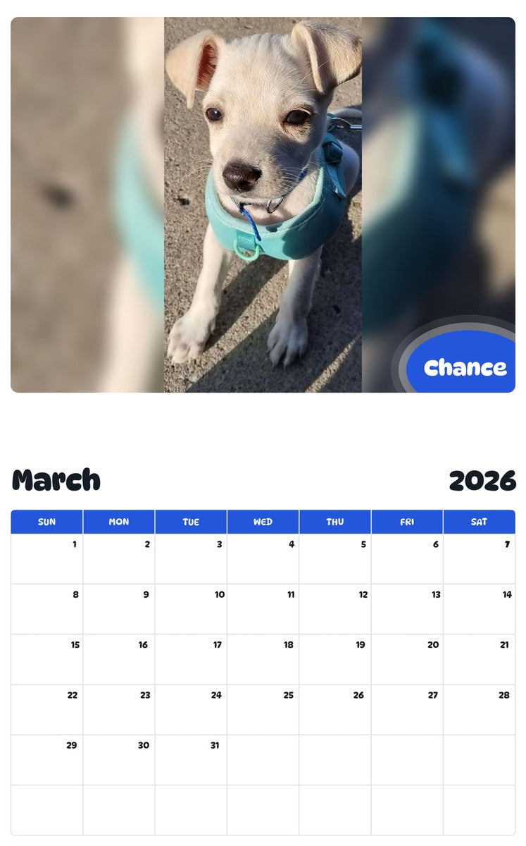 November 2025 - October 2026 Chance - Pawidols Pet Calendar