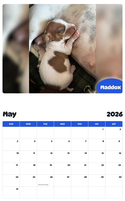 2026 - 2027 Maddox - Pawidols Pet Calendar