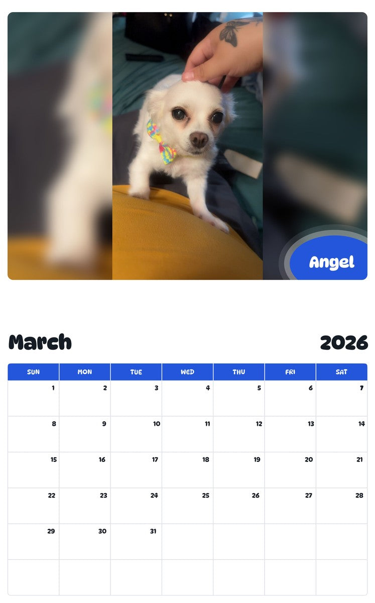 November 2025 - October 2026 Angel - Pawidols Pet Calendar