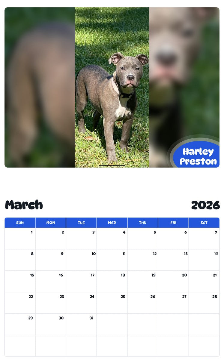 November 2025 - October 2026 Harley Preston - Pawidols Pet Calendar