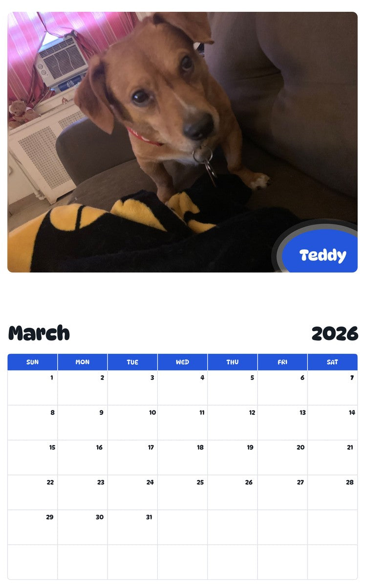 November 2025 - October 2026 Teddy - Pawidols Pet Calendar