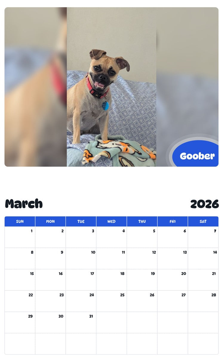 November 2025 - October 2026 Goober - Pawidols Pet Calendar