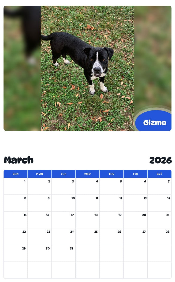 November 2025 - October 2026 Gizmo - Pawidols Pet Calendar