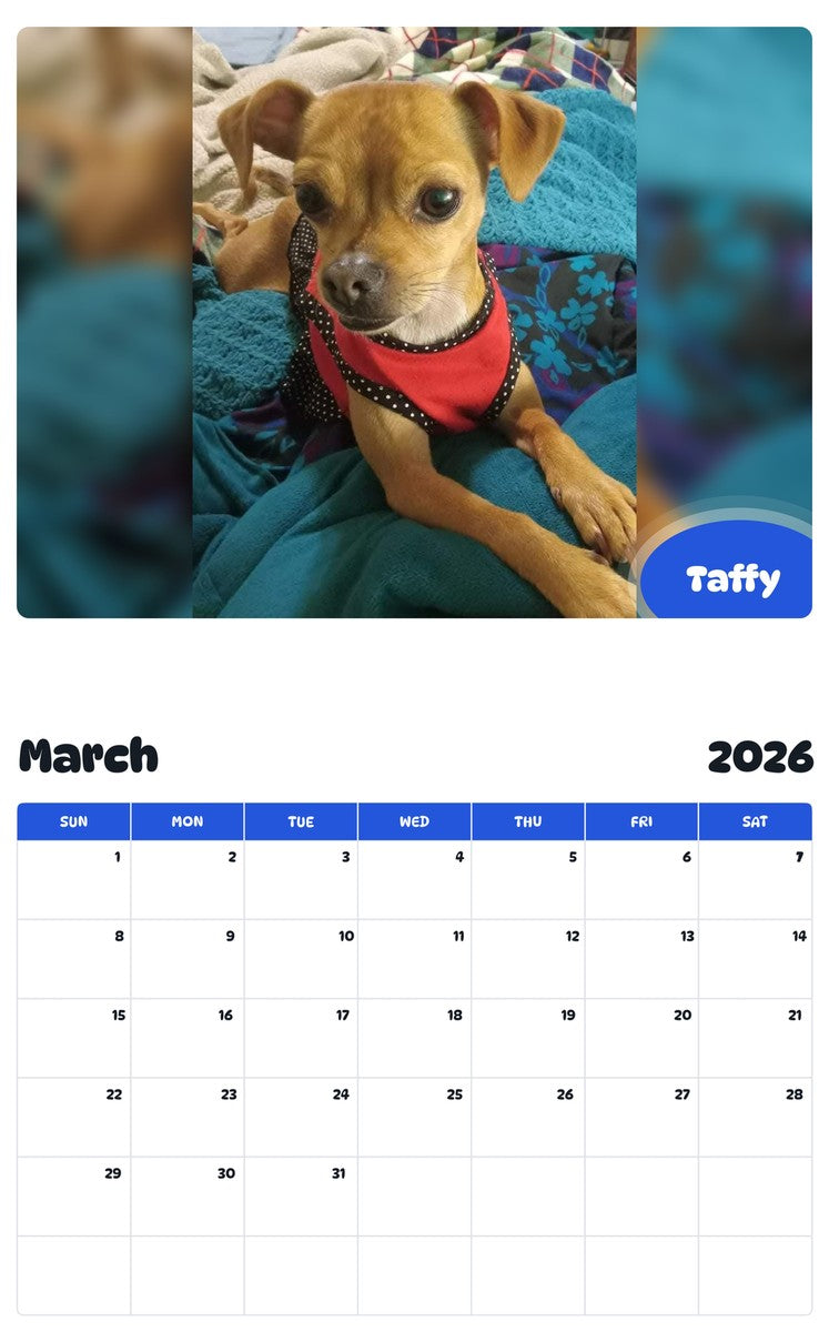 November 2025 - October 2026 Taffy - Pawidols Pet Calendar
