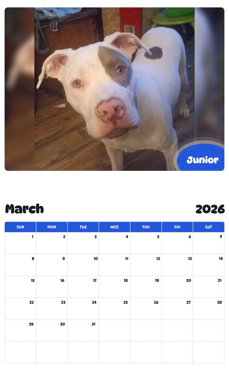 November 2025 - October 2026 Junior - Pawidols Pet Calendar