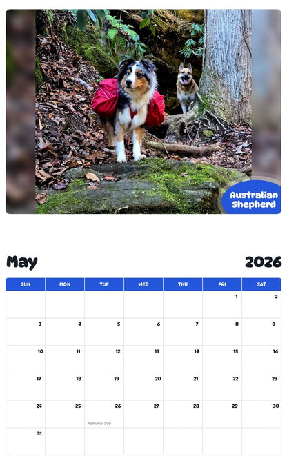 2026 - 2027 Australian Shepherd - Pawidols Pet Calendar