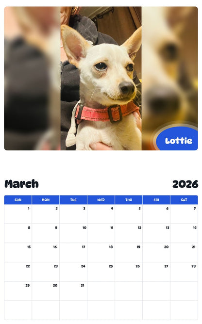 November 2025 - October 2026 Lottie - Pawidols Pet Calendar