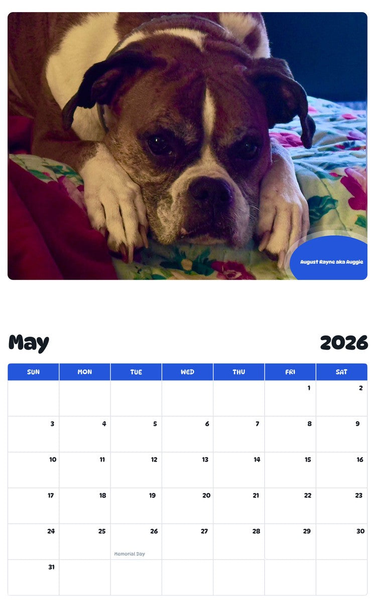 2026 - 2027 August Rayne aka Auggie - Pawidols Pet Calendar