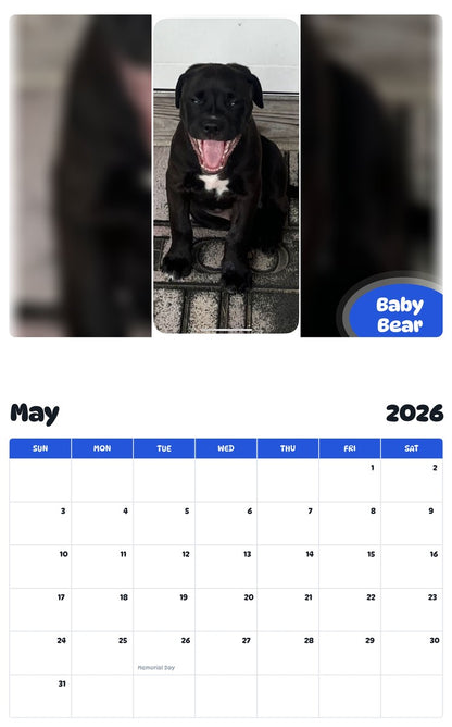 2026 - 2027 Baby Bear - Pawidols Pet Calendar