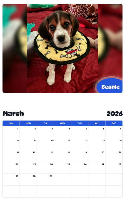November 2025 - October 2026 Beanie - Pawidols Pet Calendar