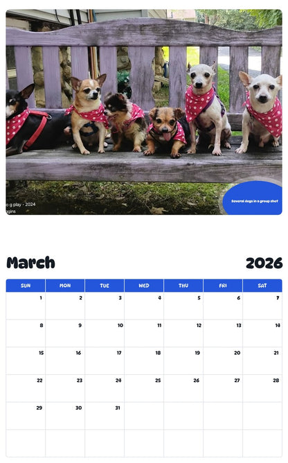 November 2025 - October 2026 Several dogs in a group shot - Pawidols Pet Calendar
