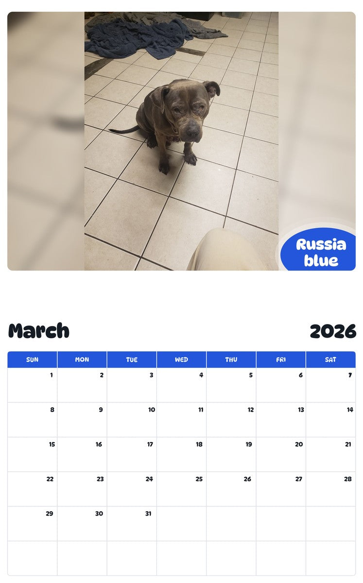 November 2025 - October 2026 Russia blue - Pawidols Pet Calendar