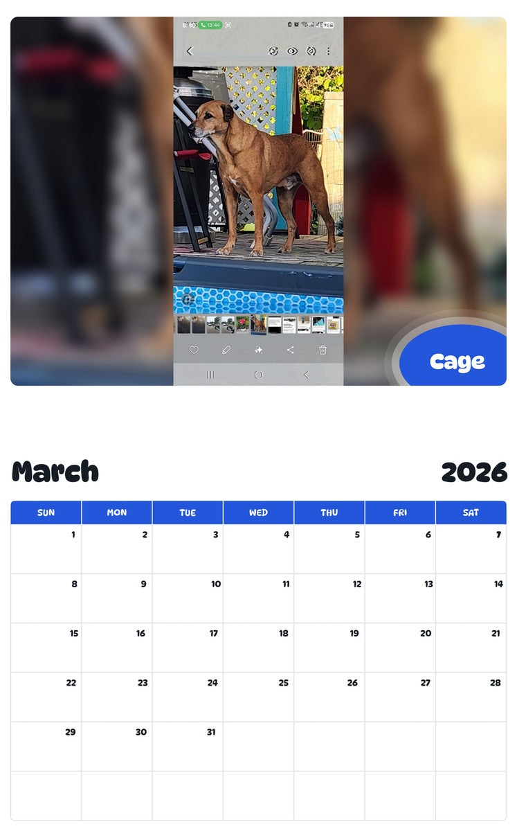 November 2025 - October 2026 Cage - Pawidols Pet Calendar