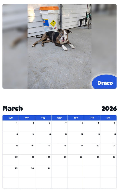 November 2025 - October 2026 Draco - Pawidols Pet Calendar