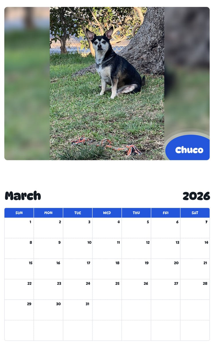 November 2025 - October 2026 Chuco - Pawidols Pet Calendar