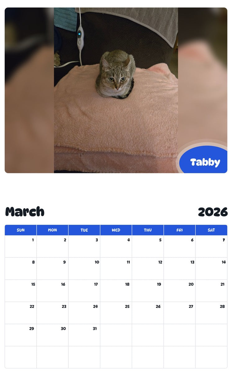 November 2025 - October 2026 Tabby - Pawidols Pet Calendar