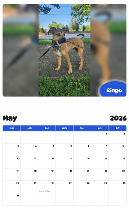 2026 - 2027 Ringo - Pawidols Pet Calendar