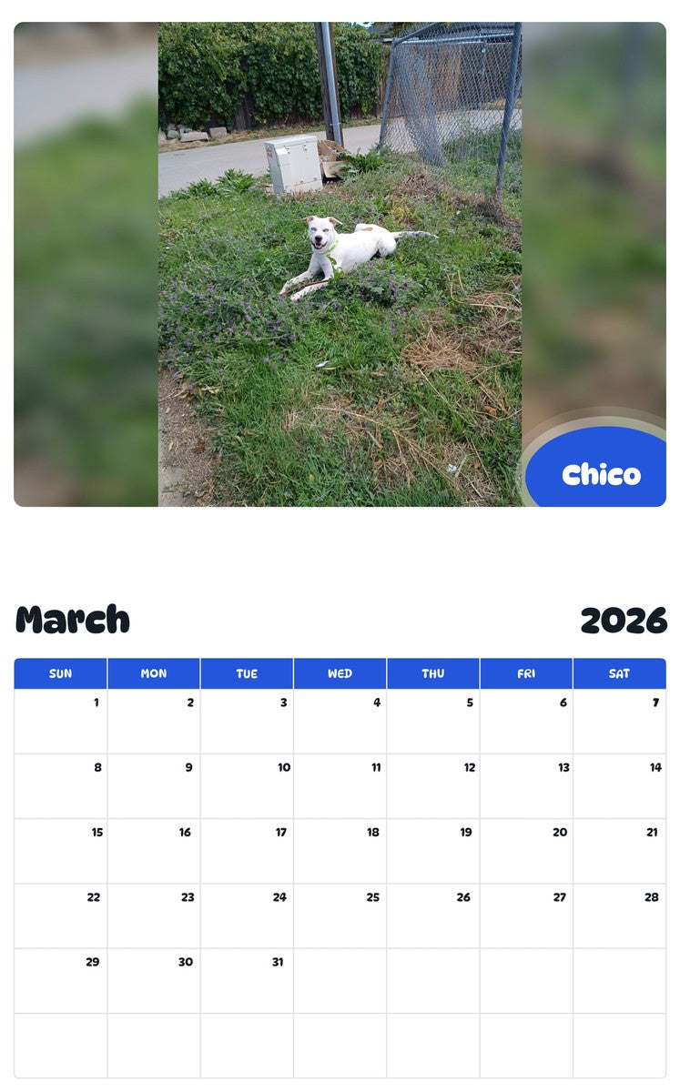 November 2025 - October 2026 Chico - Pawidols Pet Calendar