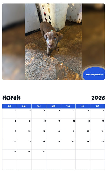 November 2025 - October 2026 Tank Banjo Triplett - Pawidols Pet Calendar