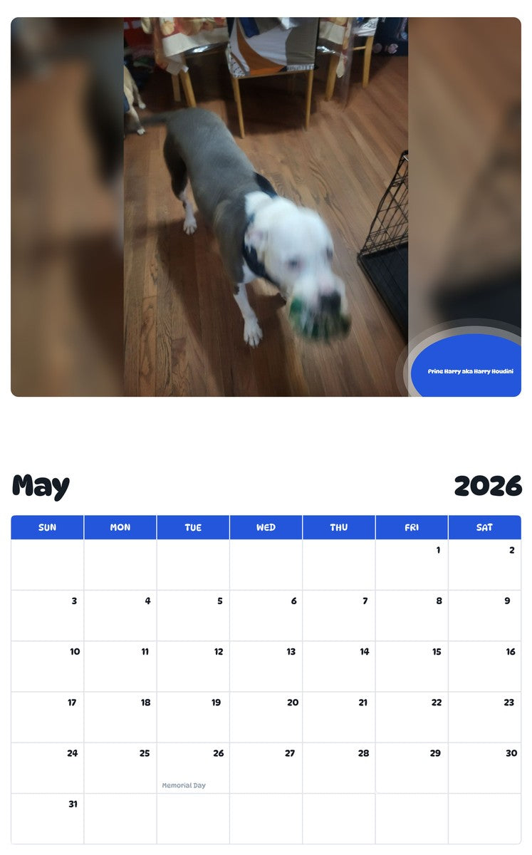 2026 - 2027 Prine Harry aka Harry Houdini - Pawidols Pet Calendar